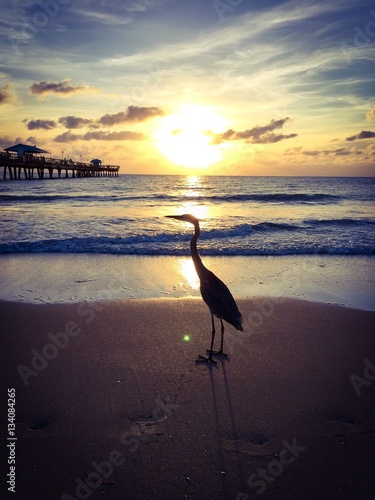 stork on the sunset beach  Florida