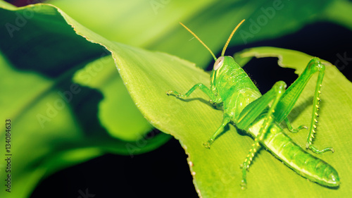 Grasshopper on a green leaf