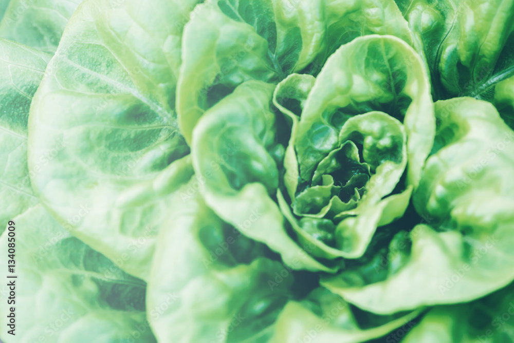 Fototapeta premium Garden lettuce fresh from the farm