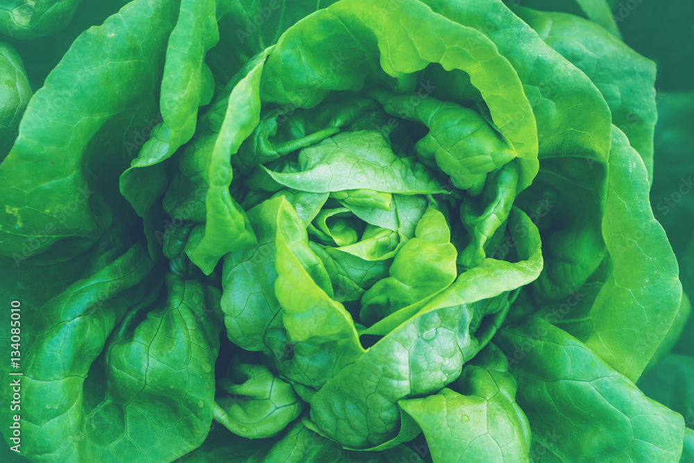 Obraz premium Garden lettuce fresh from the farm