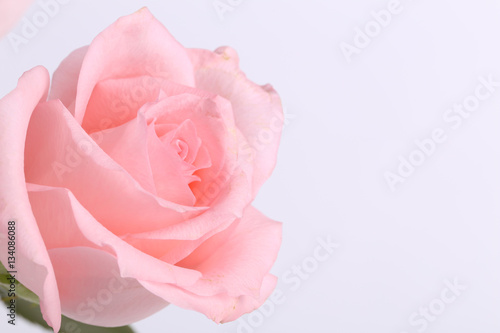 Single pink rose closeup on the whtie background