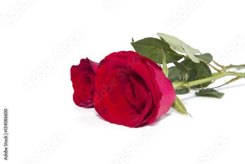 Closeup of red rose flower on the white background