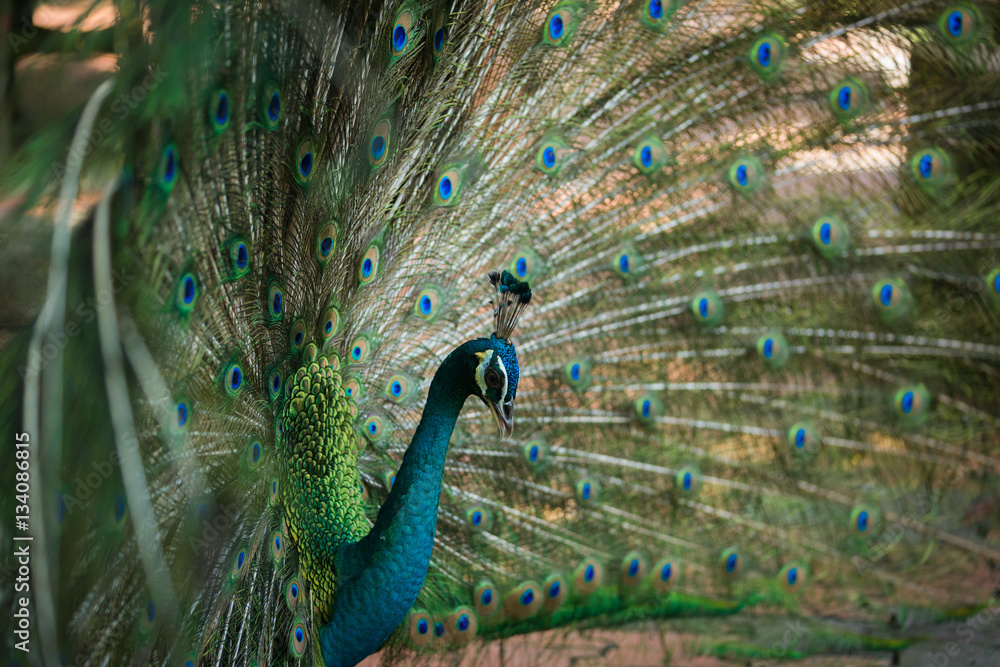 Obraz premium beautiful peacock close up
