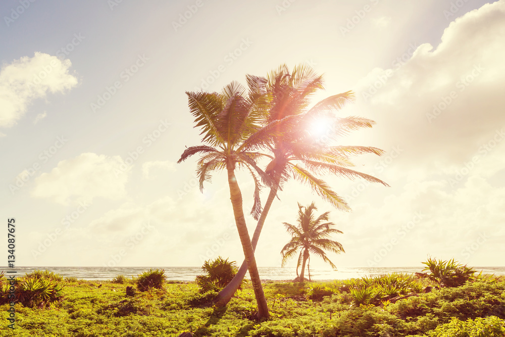 Obraz premium Tropical beach