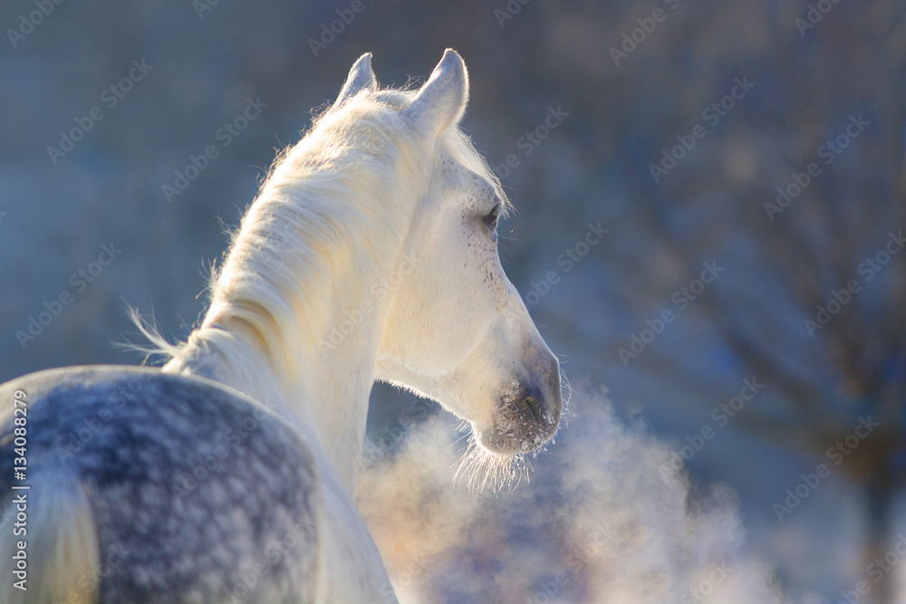 Fototapeta premium Biały koń portret z parą z nozdrza przy zmierzchu światłem