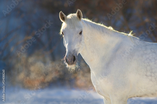 Fototapeta Naklejka Na Ścianę i Meble -  White horse portrait with steam from nostril at sunset light
