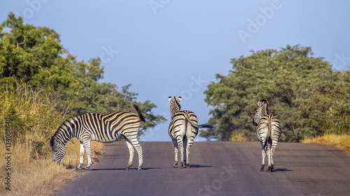 Fototapeta Naklejka Na Ścianę i Meble -  Plains zebra in Kruger National park, South Africa