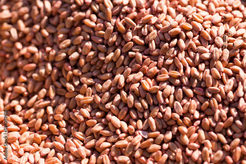 red wheat as background