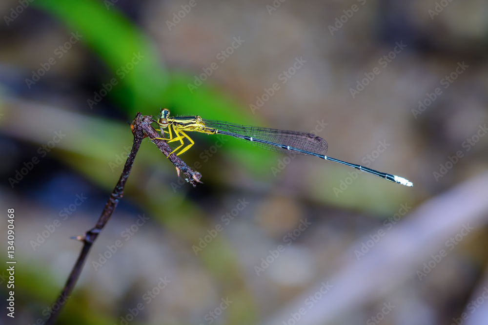 Copera marginipes, beautiful dragonfly on branch in nature. Copera marginipes, beautiful dragonfly on branch in nature.