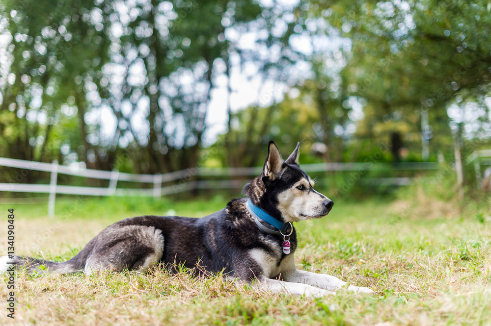 Pause für den Husky Pause für den Husky