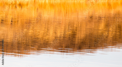 reflection of the yellow grass on the water as a background