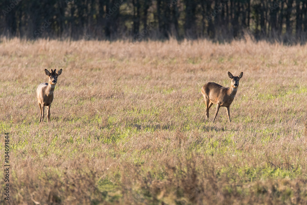 Fototapeta premium Roe deer (Capreolus capreolus) male and female in field. Small elegant deer in family Cervidae, buck with growing antlers still covered in velvet fur
