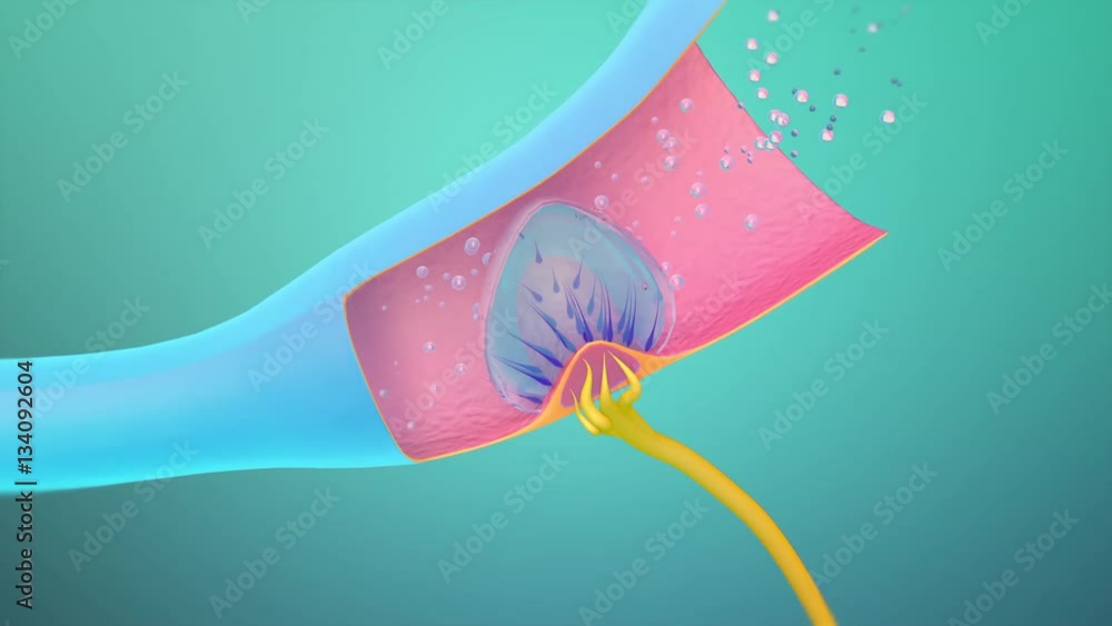 Vidéo Stock 3D. Ampullary cupula. Sense of balance in the inner ear 4K