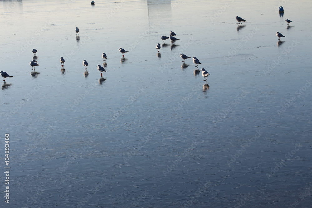 seagulls standing on the frozen estuary