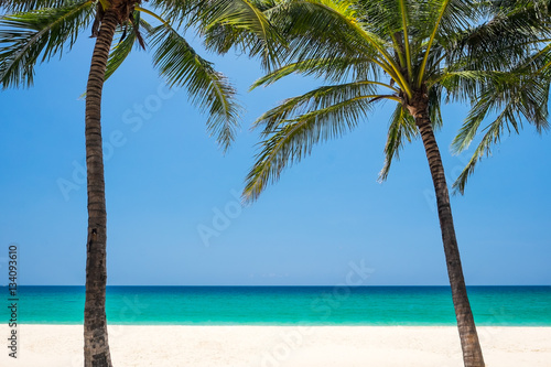 Coconut tree on the beach.