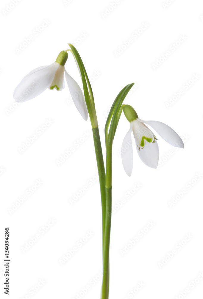 Two snowdrop flowers isolated on white background. Two snowdrop flowers isolated on white background.