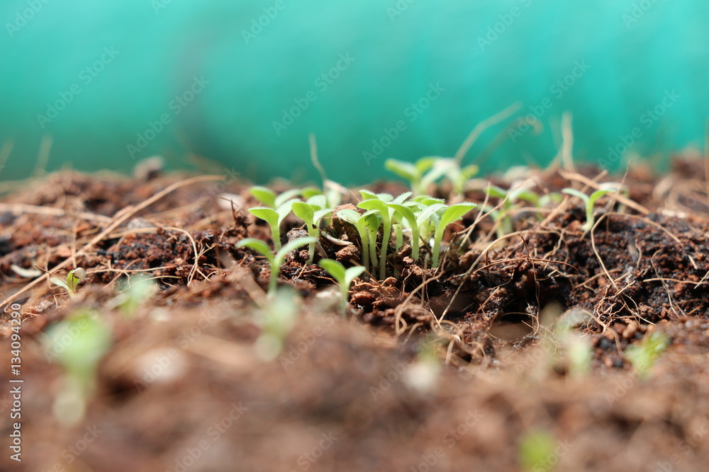 Tree new born from seed Tree new born from seed