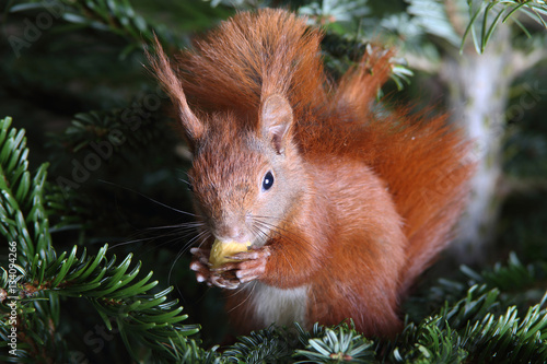 Eichhörnchen im Nadelbaum