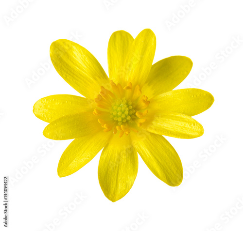 Yellow flower (Caltha palustris) isolated on white.