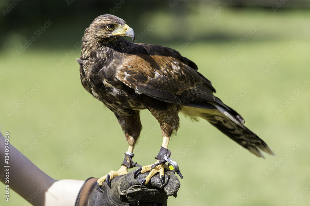 Aquila reale StockFoto Adobe Stock
