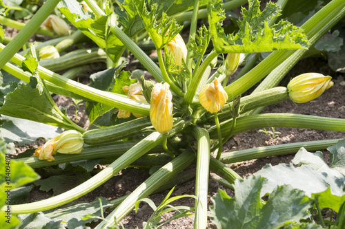 Squash plant in the vegetable garden