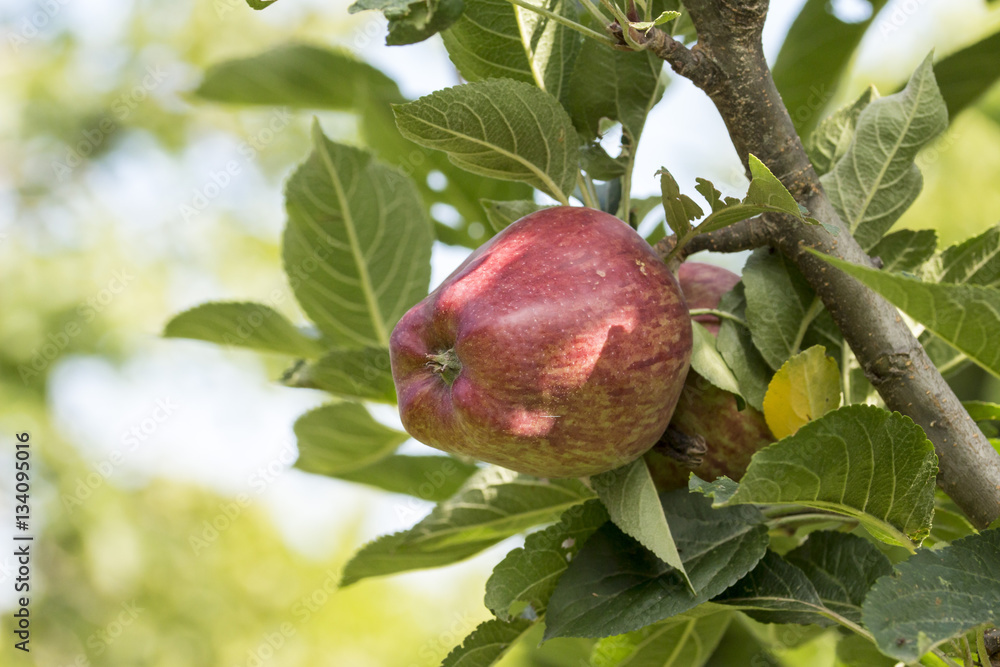 Tree with stark quality apples, Red Delicious Tree with stark quality apples, Red Delicious