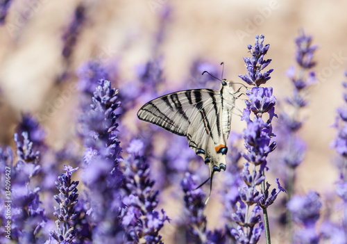 Fototapeta Naklejka Na Ścianę i Meble -  butterfly and lavender