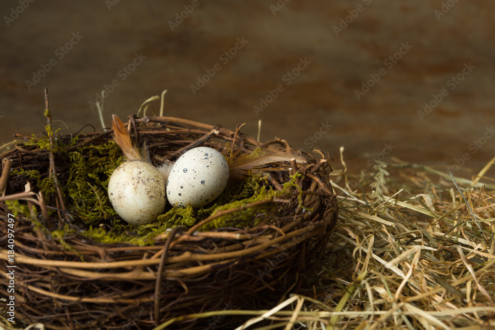 Small eggs in nest