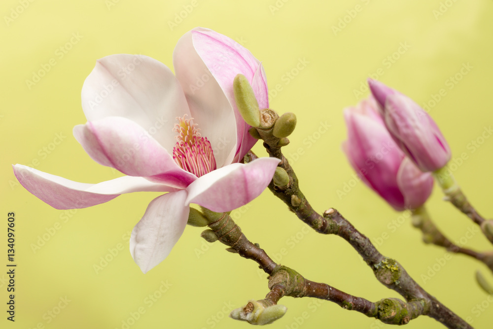 Obraz premium Open magnolia bud
