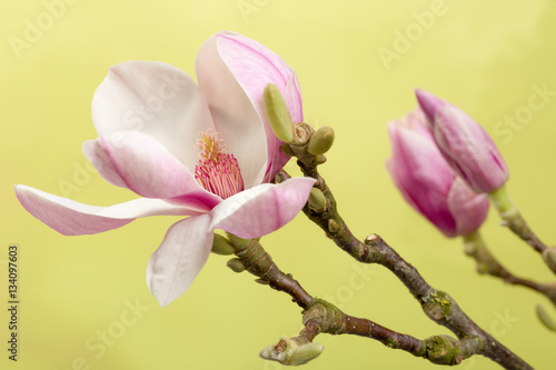 Open magnolia bud © Anneke