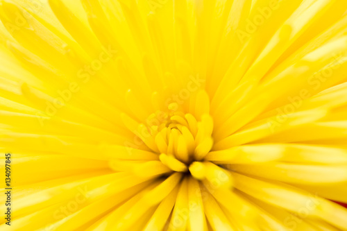 Yellow flower as a background