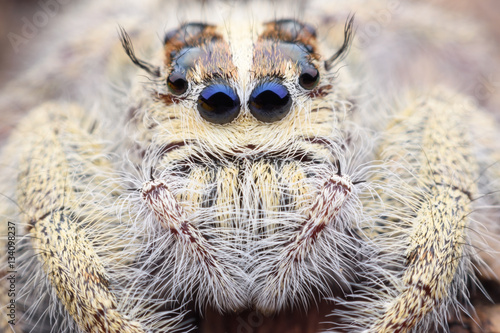 Super macro female Hyllus diardi or Jumping spider