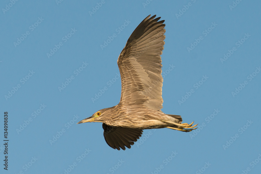 Obraz premium a flying bird