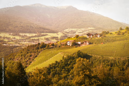 Vineyard in South Tyrol  Italy