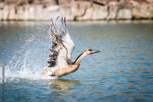 Greylag goose taking off