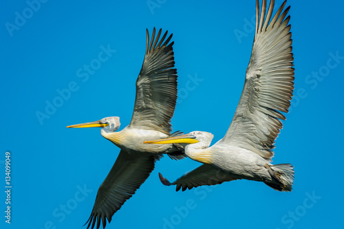 two pelican in sync flight