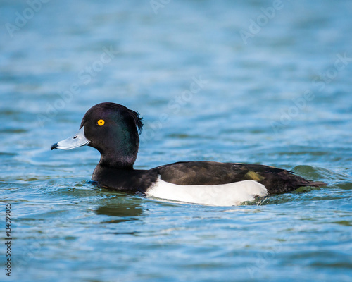 a black duck