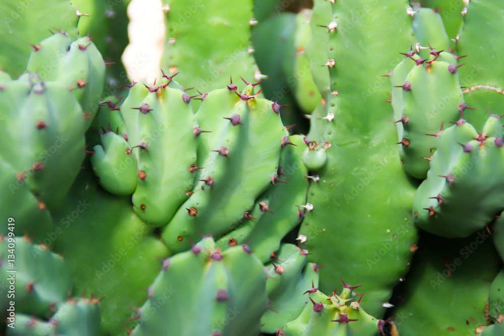 Cactus succulent plant in a desert garden greenhouse Cactus succulent plant in a desert garden greenhouse