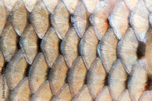 scales of fish as background photo