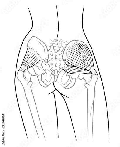Detail of woman pelvic girdle, The internal structure of the pelvic girdle female skeleton and gluteus minimus muscle, gluteus medius muscle and piriformis,  rear view. On a white background