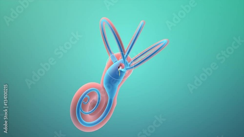 3D. Sense of balance in the inner ear. Ampullary cupula. 4K. Internal liquid structures of the cochlea and semicircular ducts. The membranous labyrinth contain the receptors for senses of equilibrium
