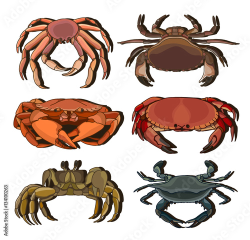 Set of vector crab icons
