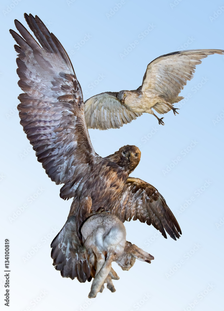 Fototapeta premium The eagle caught a hare on blue background. Flying predator carries prey. Imperial eagle - Aquila heliaca and short-toed snake eagle - Circaetus gallicus.