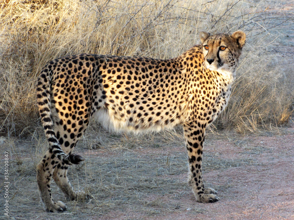 Obraz premium The Gepard