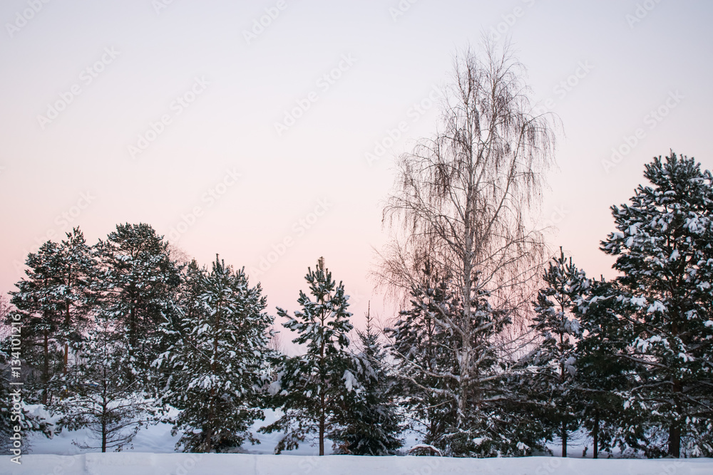 Naklejka The landscape of pine forest in winter with snow on sky background