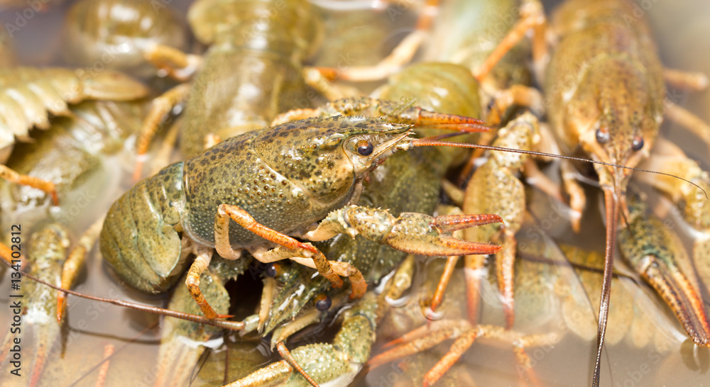 Live crayfish in the water as a background Live crayfish in the water as a background