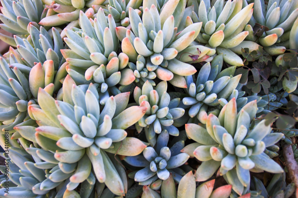 Cactus succulent plant in a desert garden greenhouse Cactus succulent plant in a desert garden greenhouse