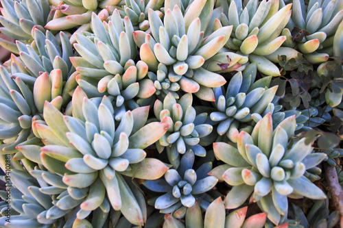 Cactus succulent plant in a desert garden greenhouse