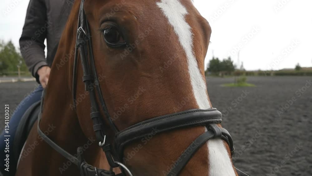 Horses muzzle or head with bridle close up. Face of brown stallion and eye in closeup with mane detail. Jockey riding sitting. Slow motion
Horses muzzle or head with bridle close up. Face of brown stallion and eye in closeup with mane detail. Jockey riding sitting. Slow motion