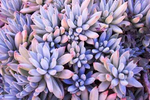 Cactus succulent plant in a desert garden greenhouse